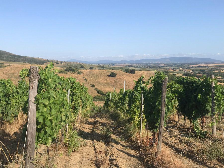 Le vigne di Terre di Talamo
