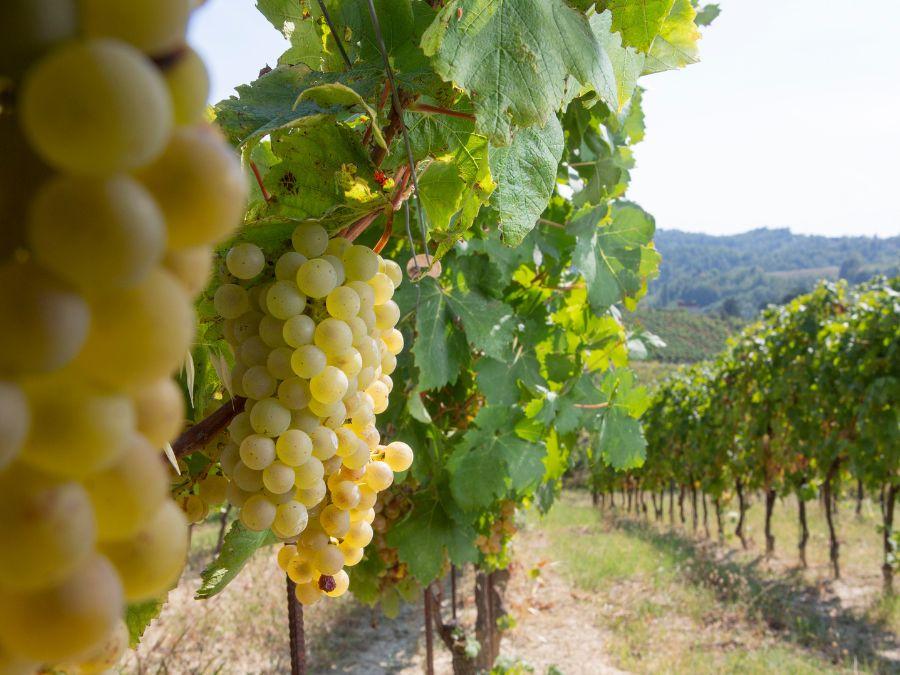 I 50 anni del Gavi: a Roma una festa per celebrare la Doc