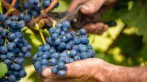 10 anni di Uva Sapiens: «Come creiamo il vino del futuro»