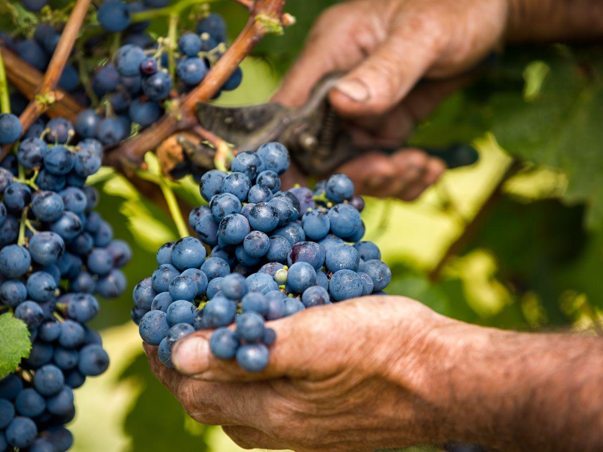 10 anni di Uva Sapiens: «Come creiamo il vino del futuro»