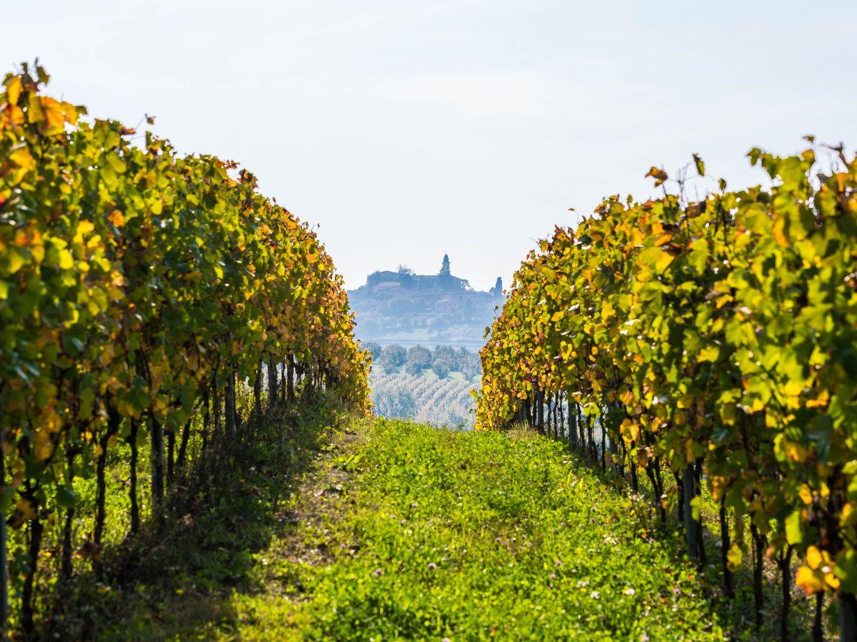 Panorama delle vigne di Nizza Monferrato