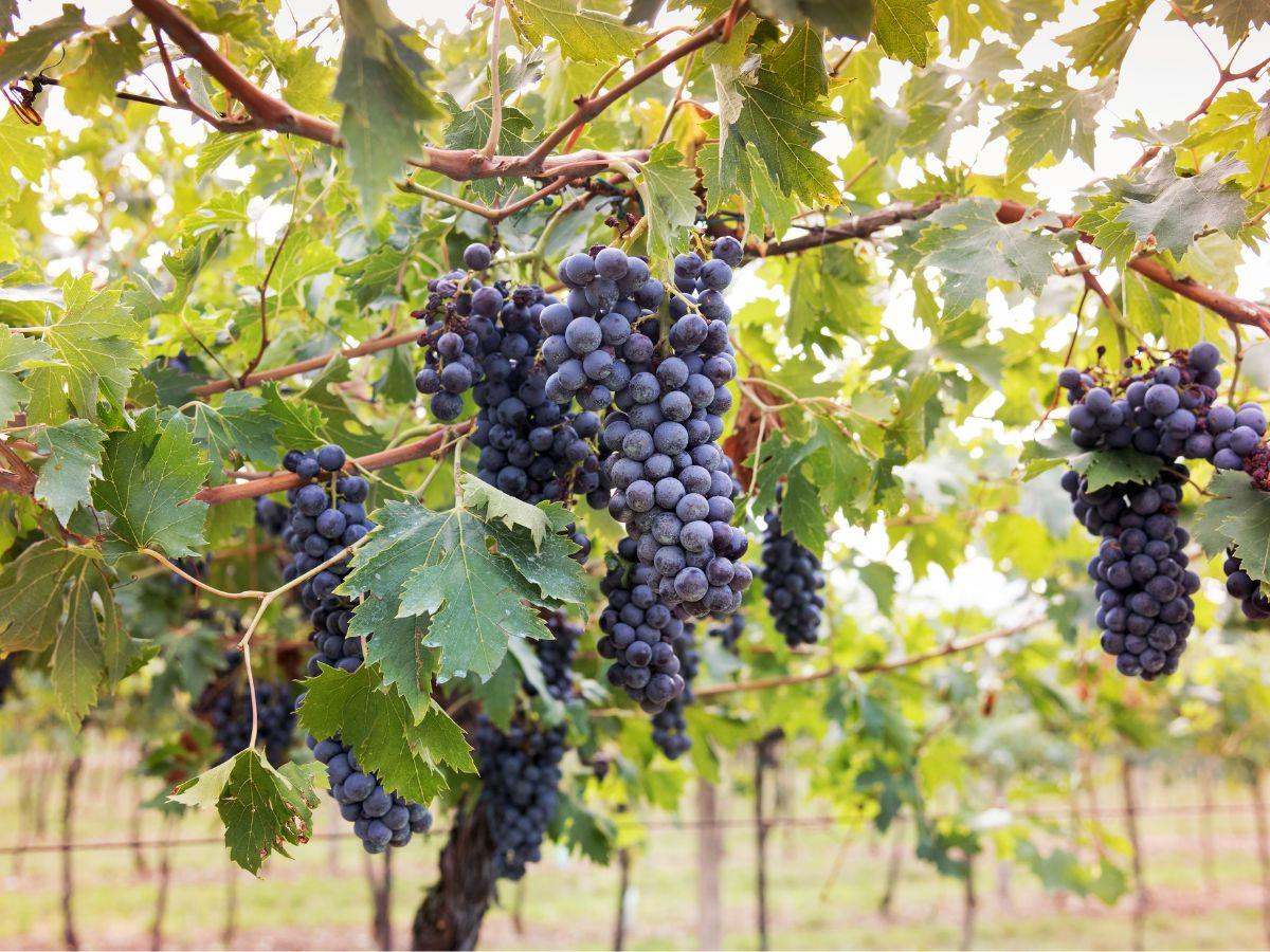 Viticoltura e vino del futuro: cosa ne pensa Attilio Scienza