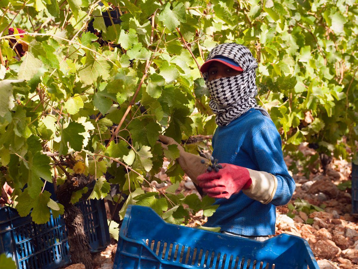vini-langhe-e-monferrato-protocollo-intesa-contro-il-lavoro-irregolare
