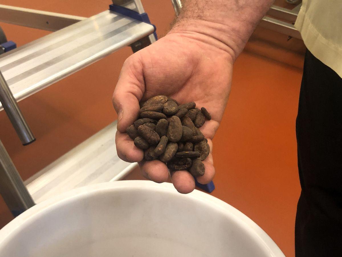 Le fave di cacao nel laboratorio di cioccolato artigianale di Slitti