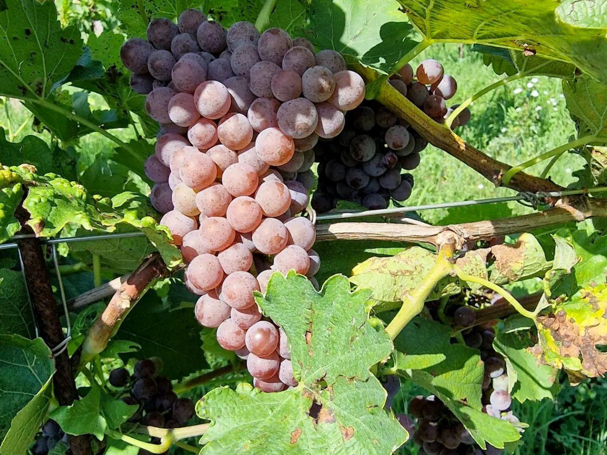 irresistibile-piwi-wine-festival-intervista-a-luca-de-palma