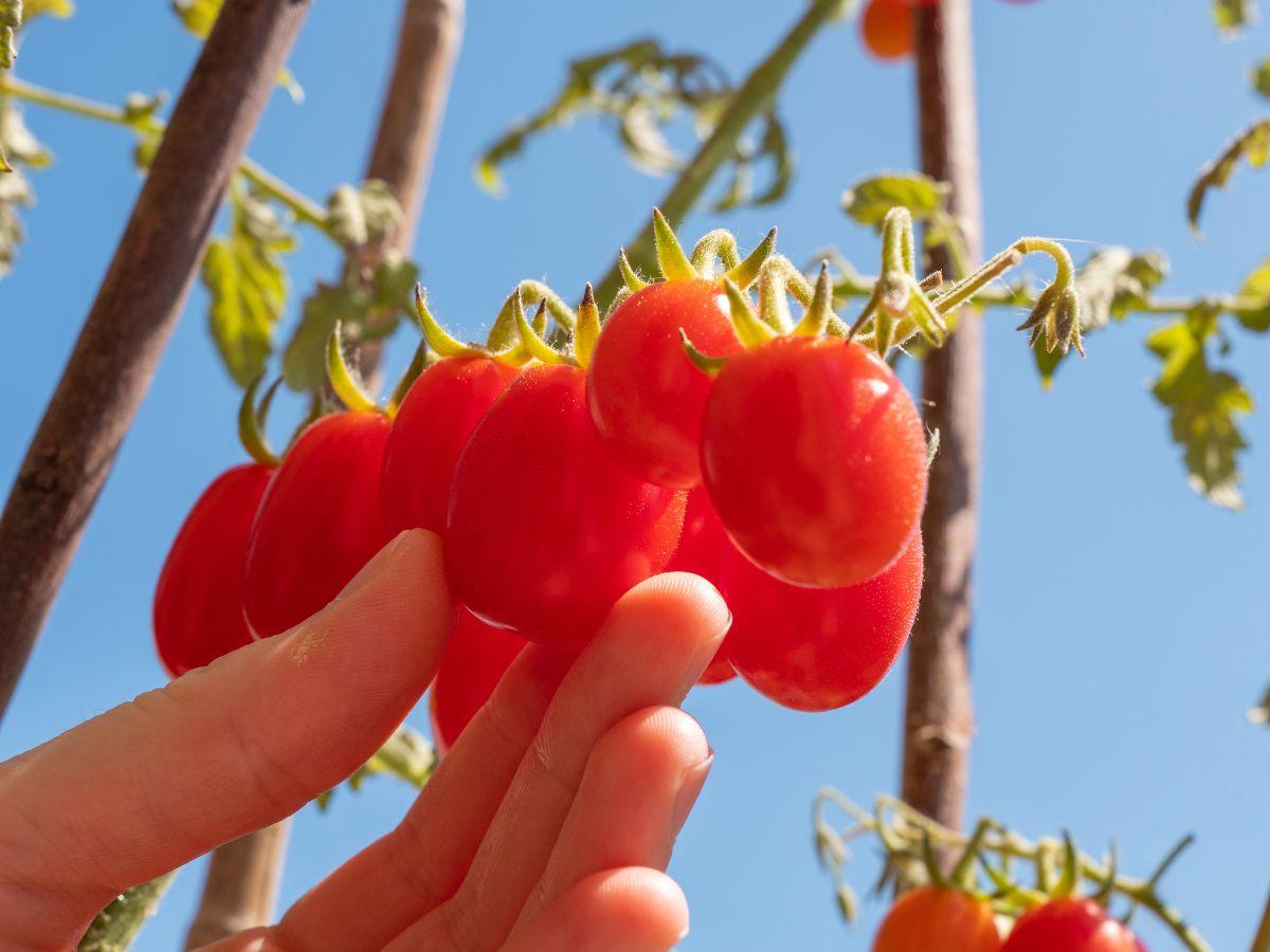 Datterini del Fortore: l'oro rosso in simbiosi con la natura