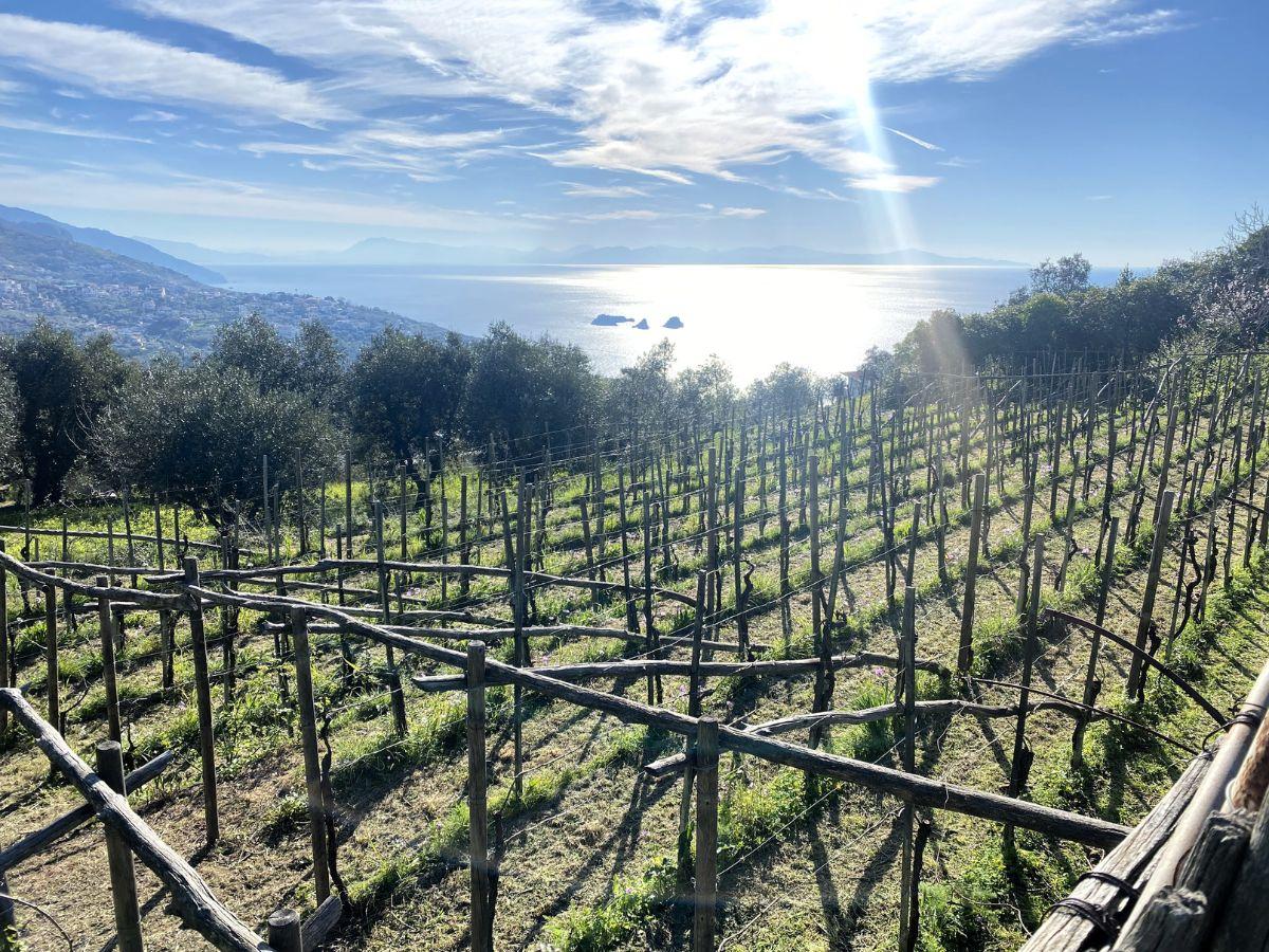 I vigneti di Cantine De Angelis a Sorrento