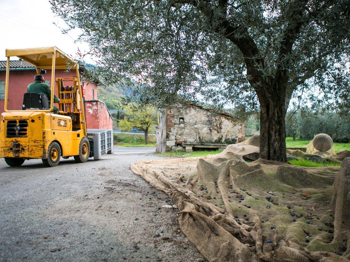 Un momento della raccolta delle olive