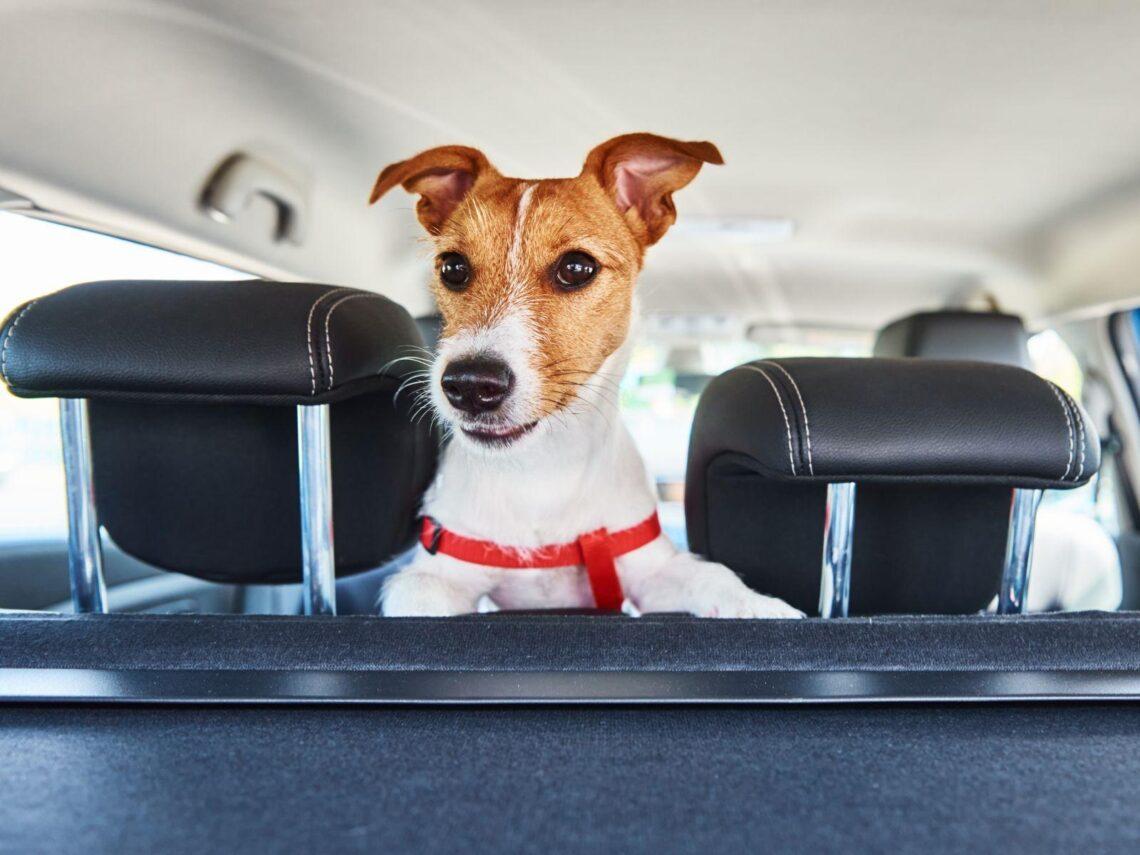 Animal Travel Award 2025: i premi al turismo pet-friendly