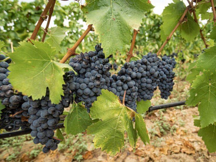Sulcis: 2 cantine da conoscere per apprezzare i vini locali