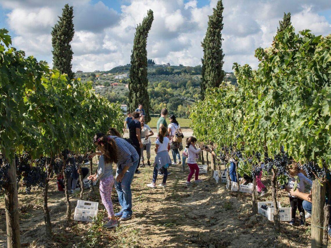 Cantine Aperte a San Martino 2024: date e programmi