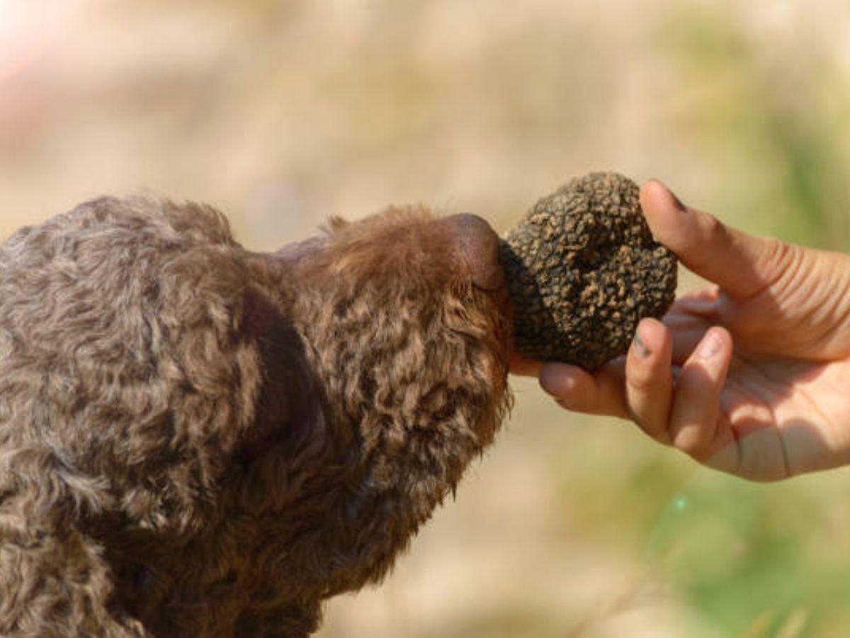 Il cane da tartufo Langotto Romagnolo