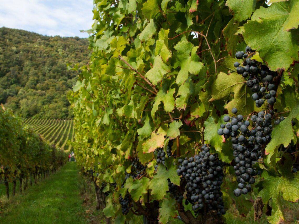 Grappolo di Carmenère dei Colli Berici