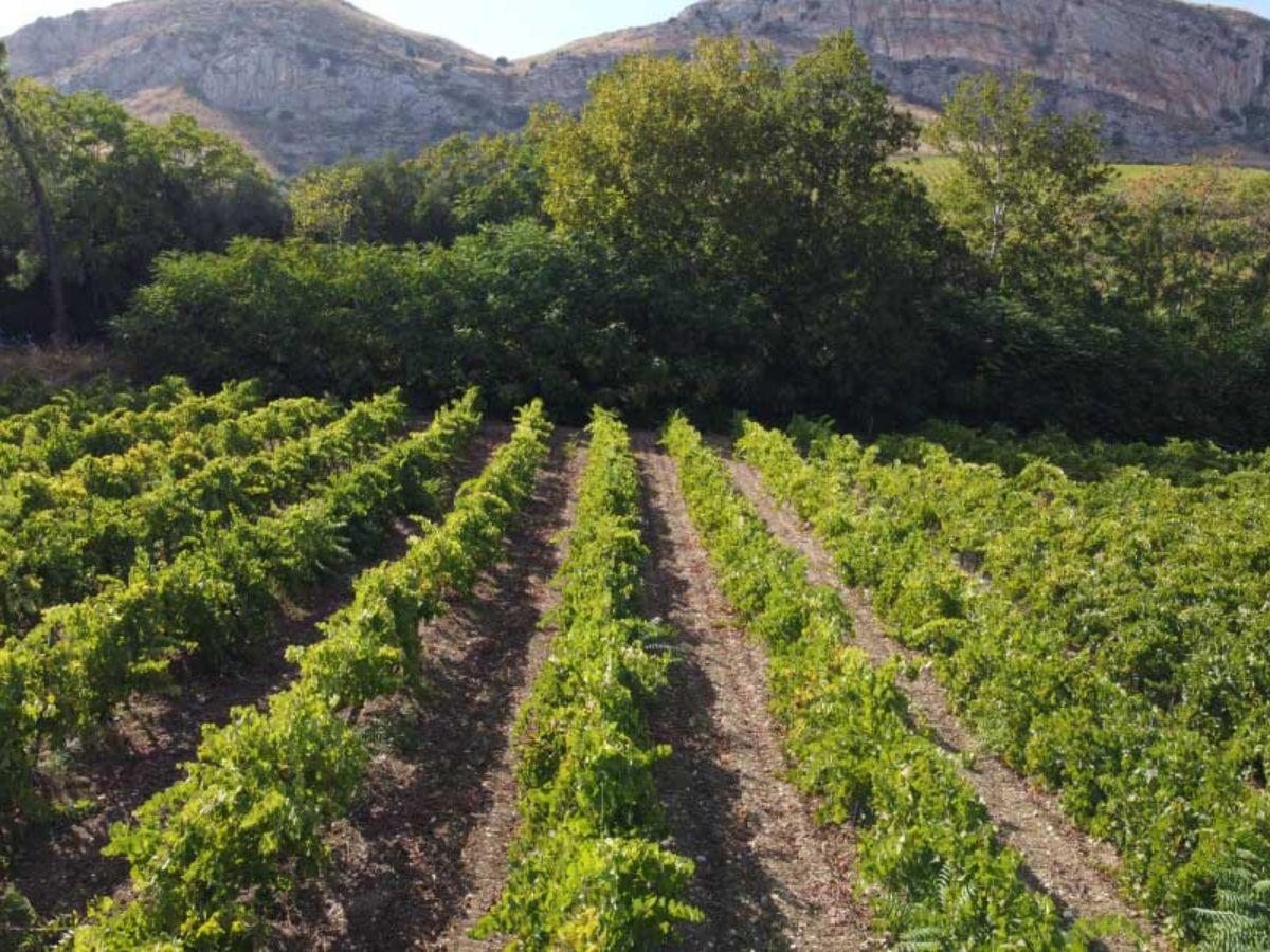 I vigneti delle Cantine Kaggera