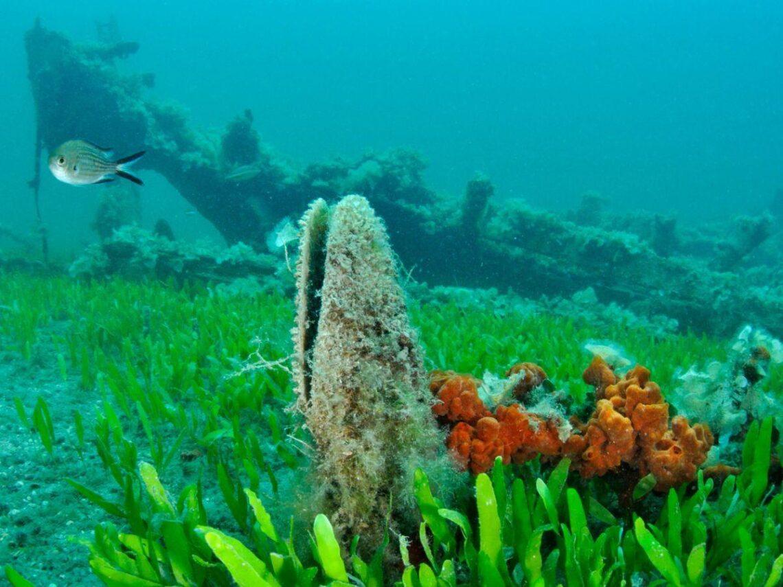 Pinna nobilis a rischio estinzione: perchè sarebbe un disastro
