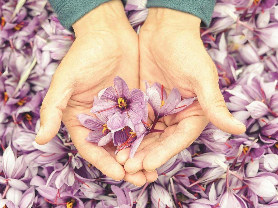 Zafferano dell'Aquila Dop nella cosmesi: il progetto Tindora