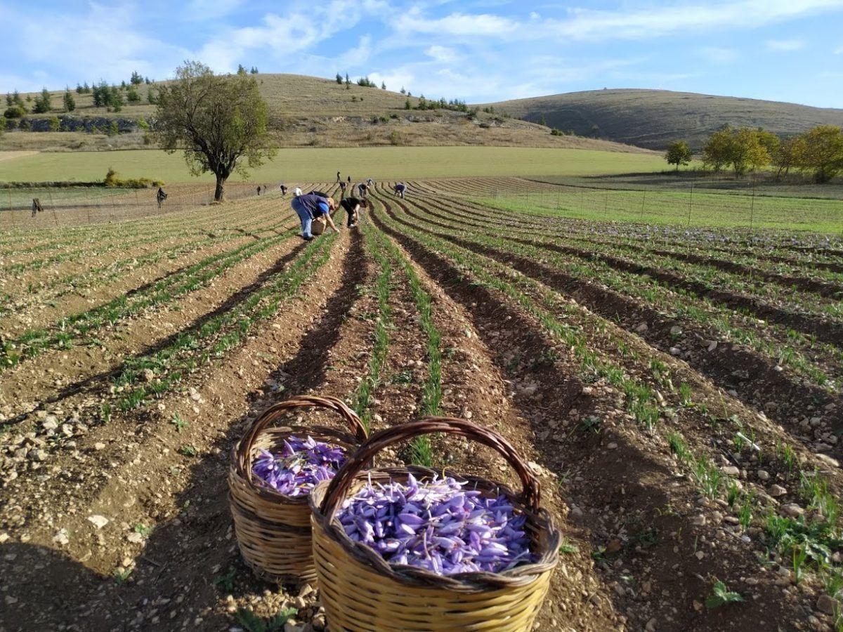 Campi di Zafferano nell'altopiano di Navelli