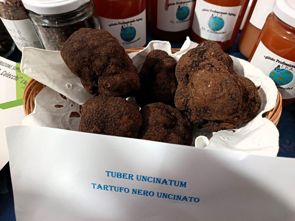 Il tartufo nero uncinato d'Abruzzo