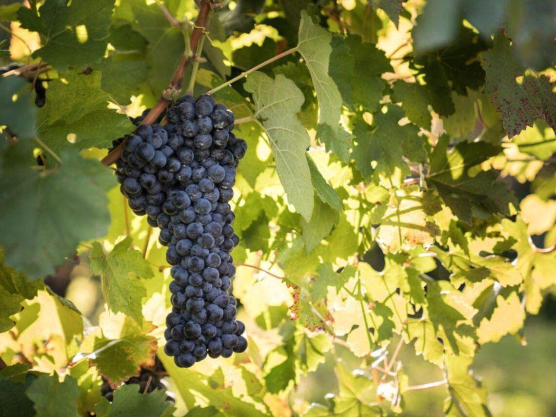 Il Raboso di Cecchetto, 4 declinazioni dell'antico vitigno