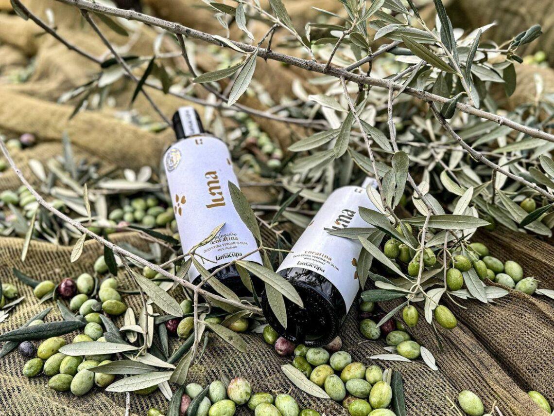 Lamacupa a Corato: olio che parla di terra, cuore e dedizione