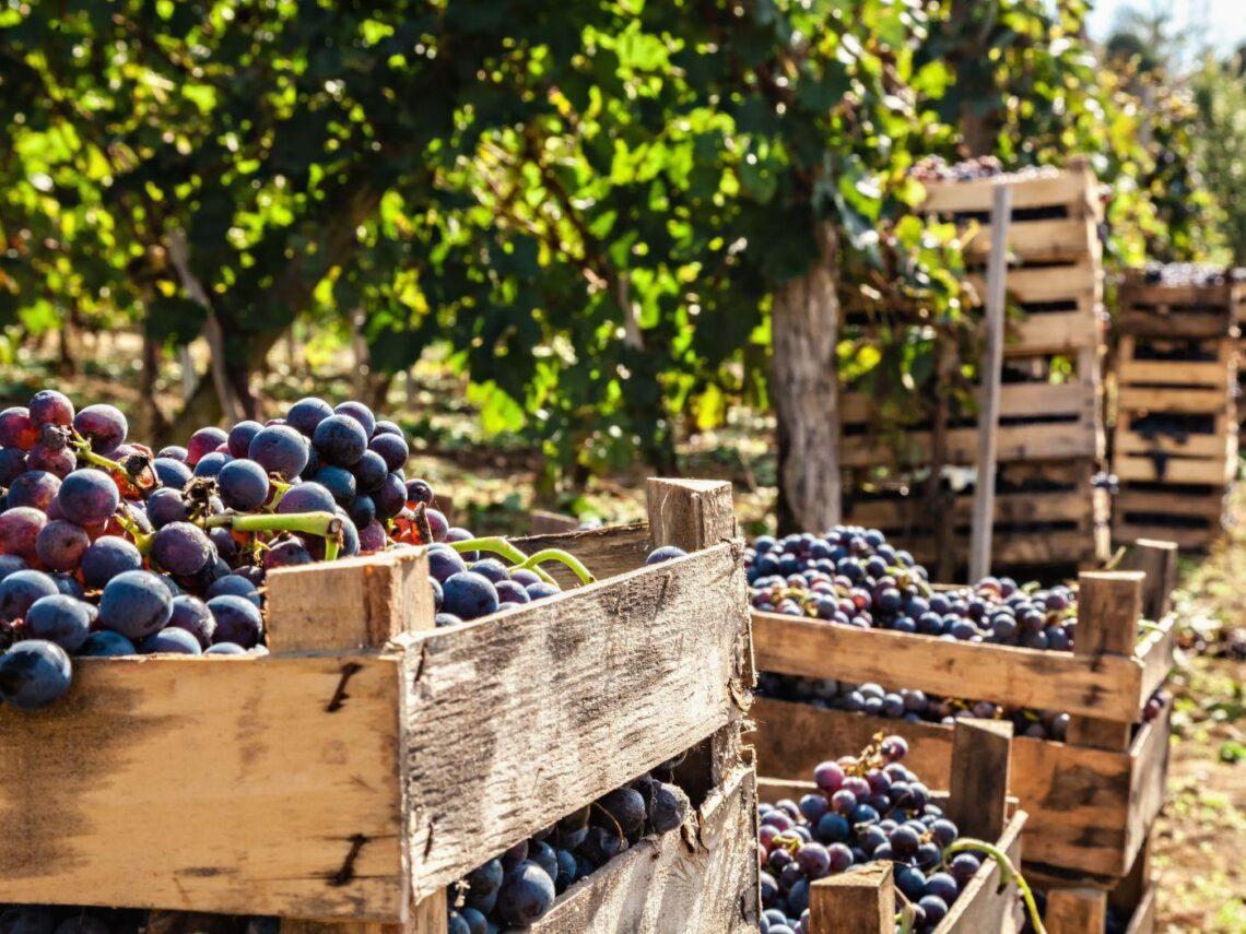 Wine economy toscana: presentati i dati a PrimAnteprima 2025