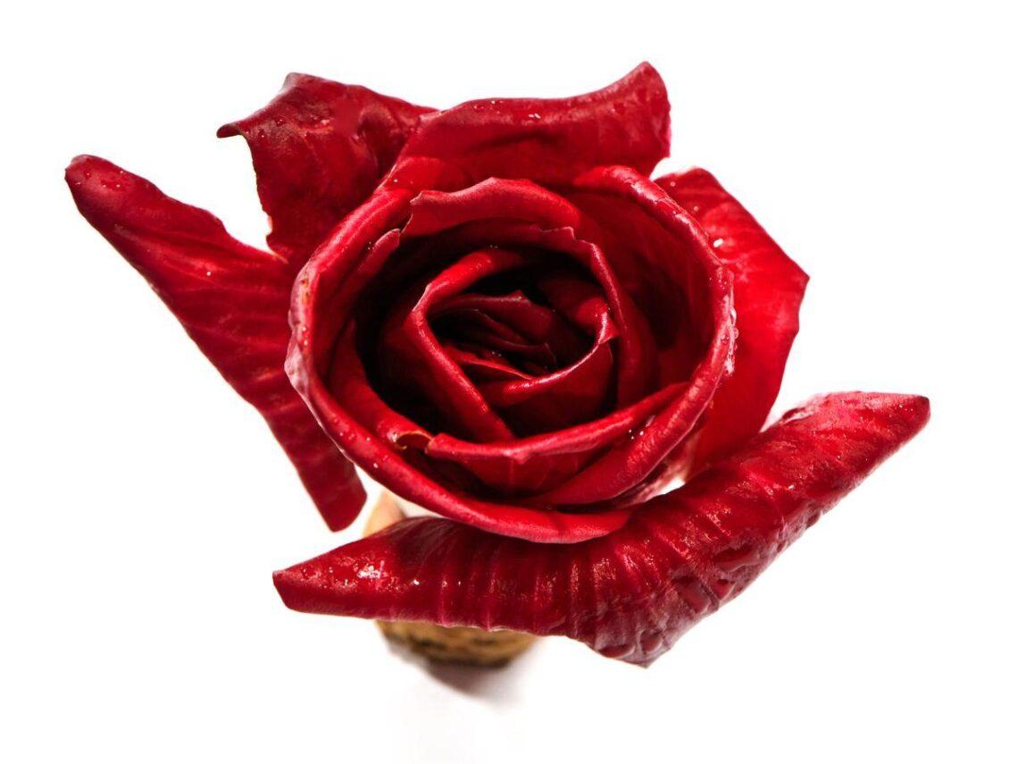 Rosa di Gorizia, il radicchio che fa innamorare anche il vino