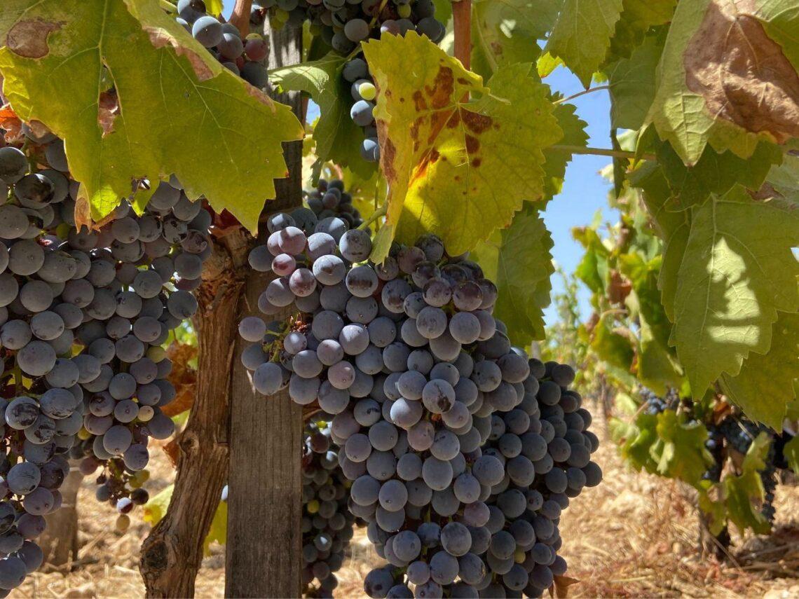 Cerasuolo di Vittoria al Vinitaly 2025: tutti gli appuntamenti