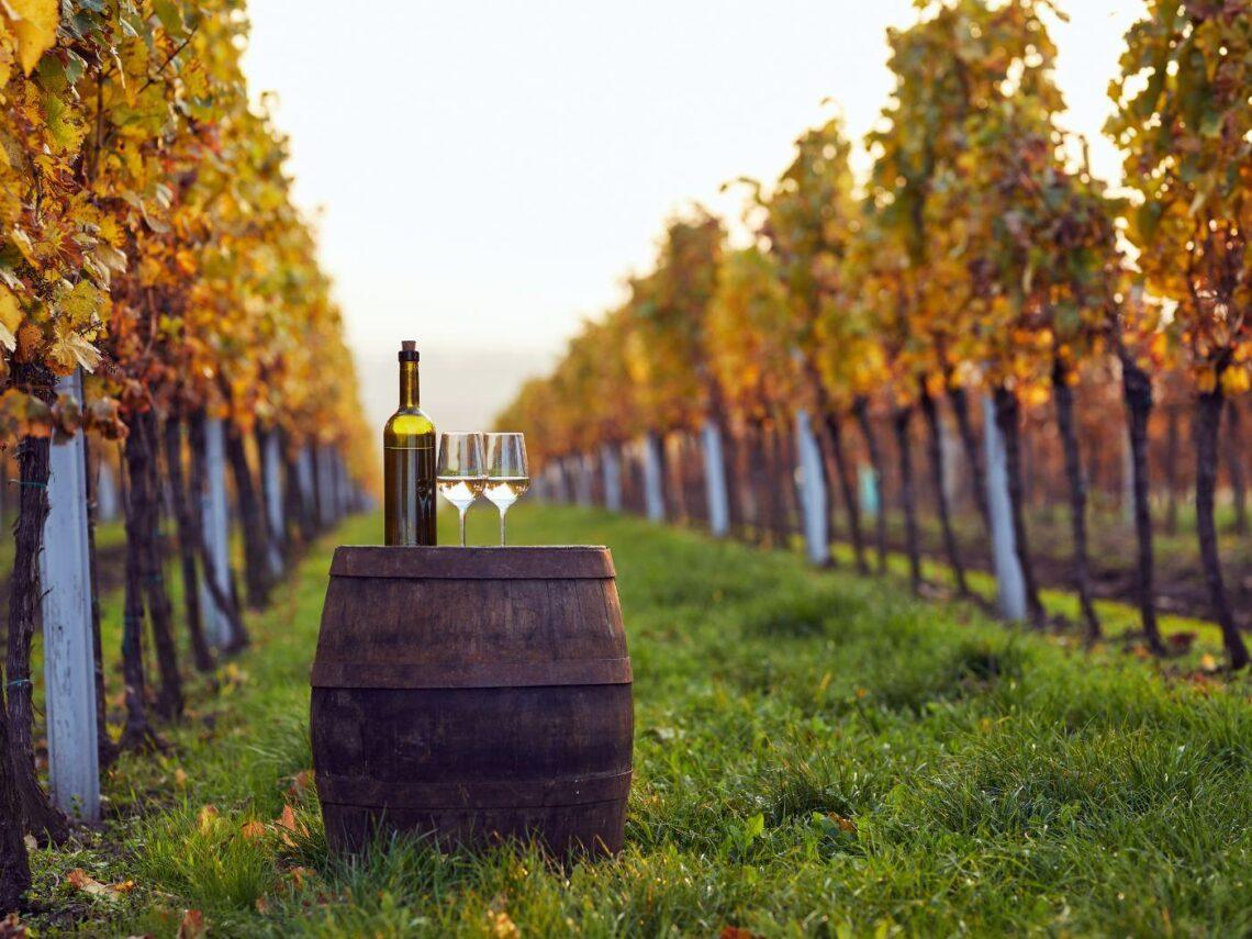 Esperienze di Vitae2025 a Trieste, il Gran Galà dei vini Top