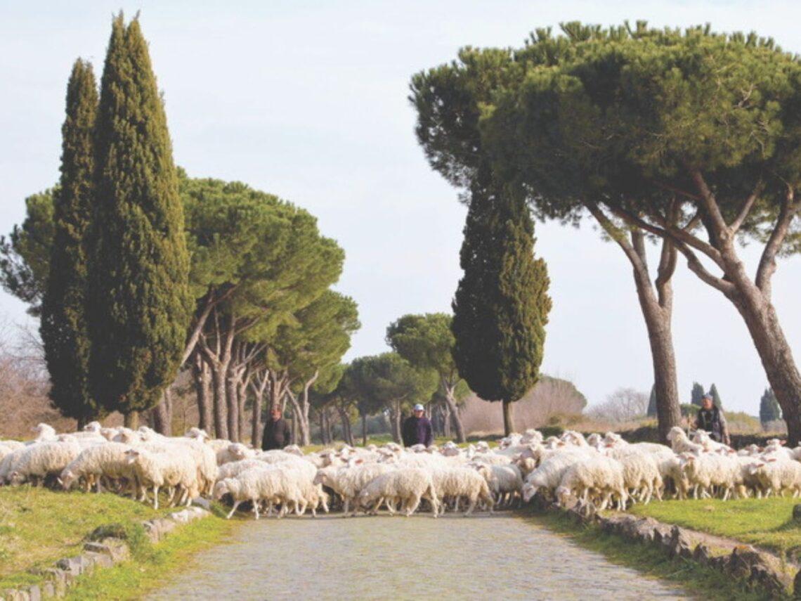 Gregge di pecore nelle campagne laziali