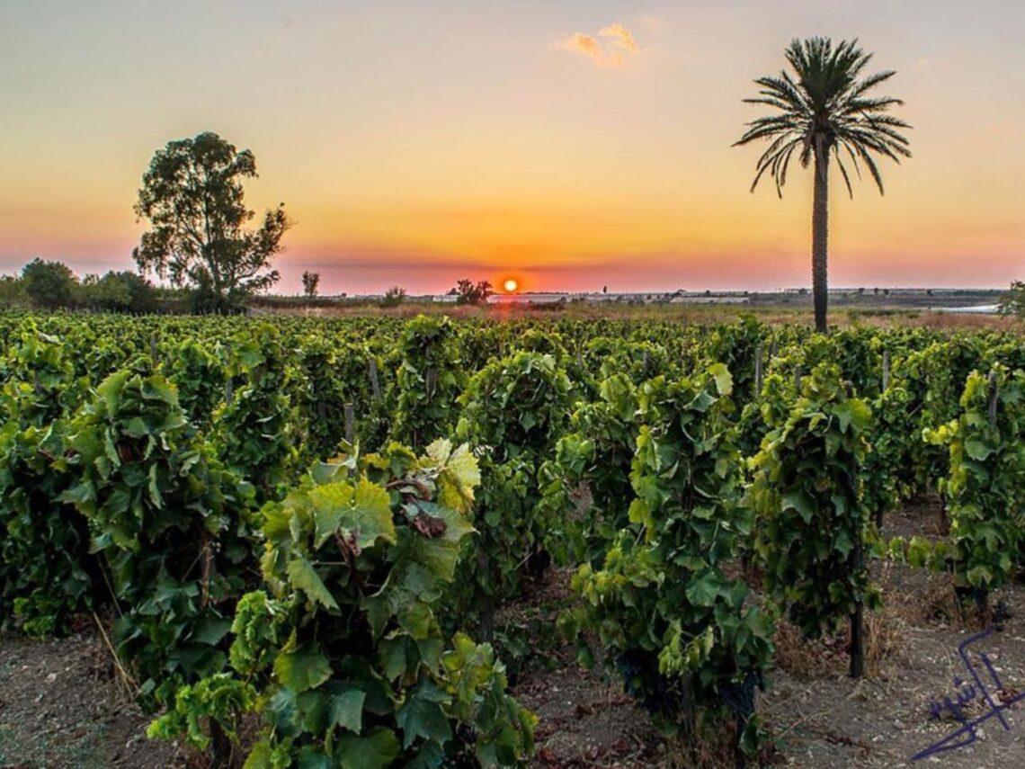 Arianna Occhipinti: la rivoluzione del vino naturale siciliano