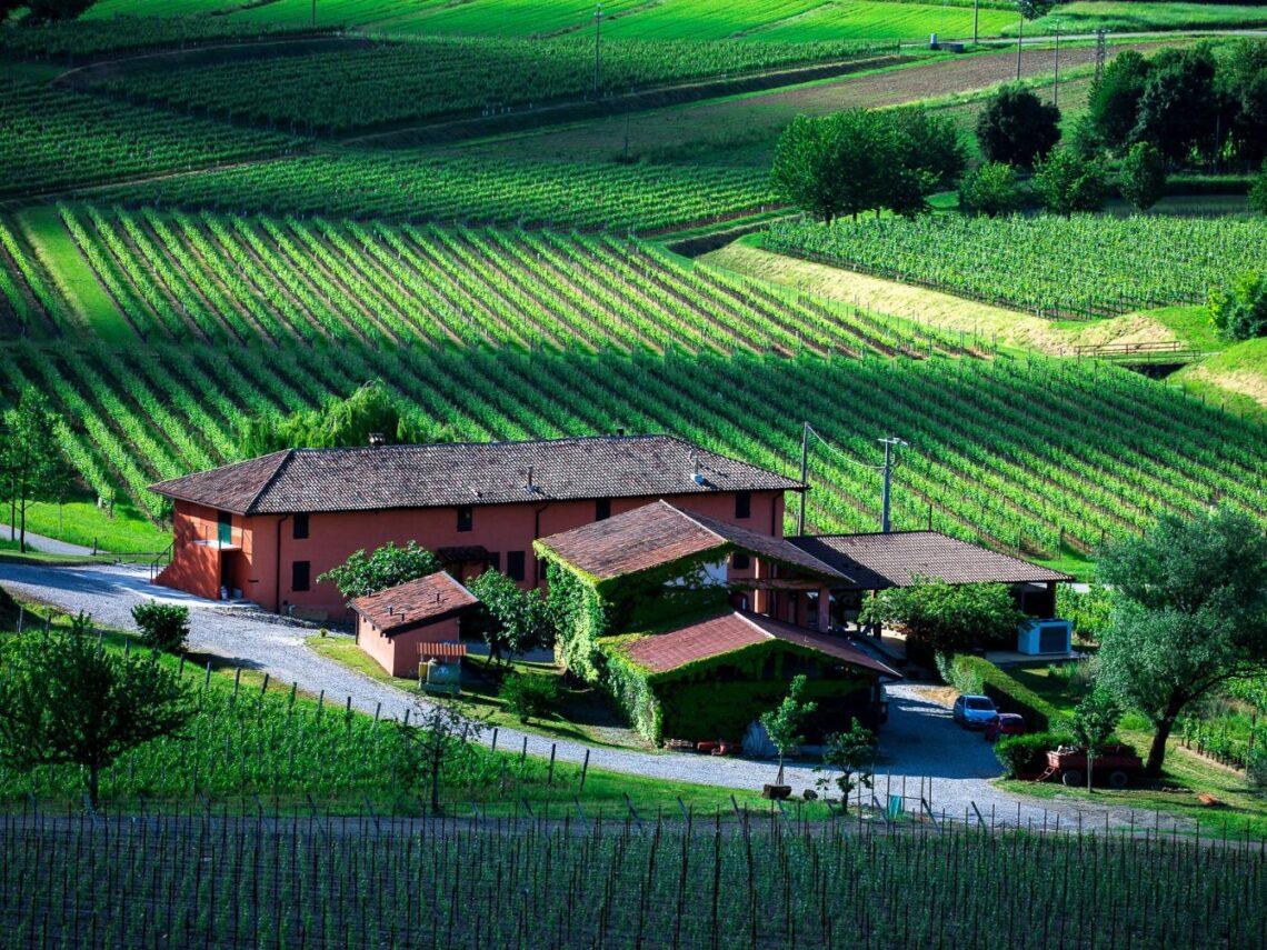Vini Pighin: storia, famiglia e visione della cantina friulana