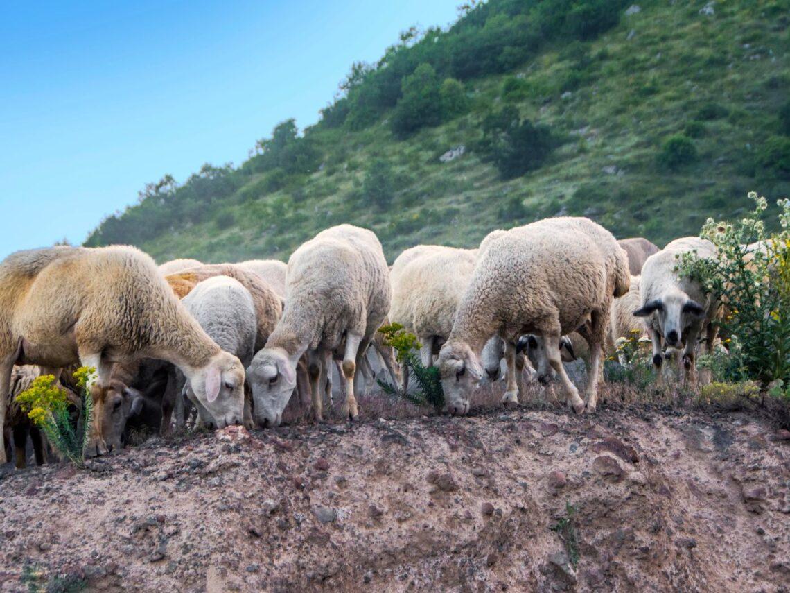 Transumanza abruzzese: storia e sapori di una pratica antica