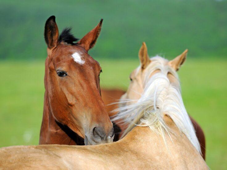 Carne di cavallo in Italia: cala il consumo ma è meno sicura