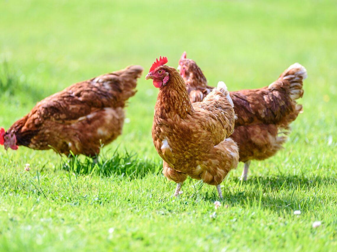 Niente galline in gabbia in Svezia: un traguardo da emulare