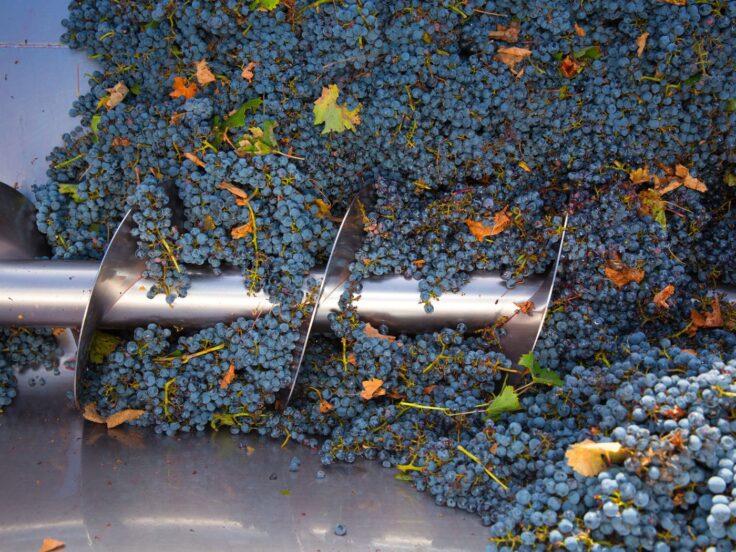 Scarti del vino: come valorizzarli tra bioeconomia e tecnologia
