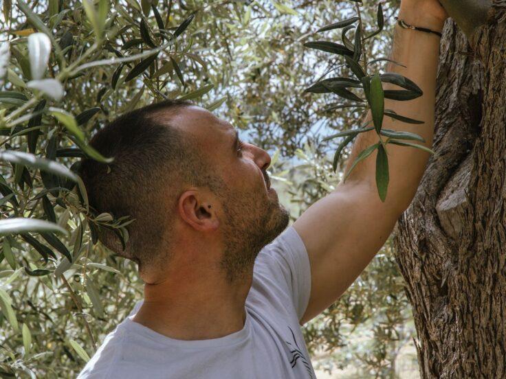 Tenute Ragonese a Tusa: olio EVO siciliano da ulivi secolari