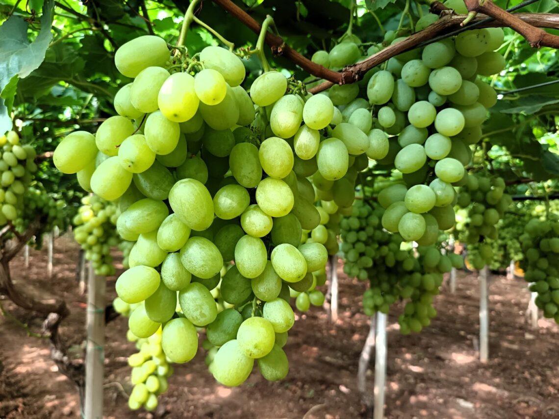 Grappolo di uva da tavola pugliese
