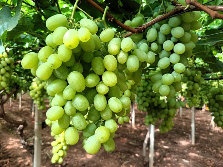Grappolo di uva da tavola pugliese
