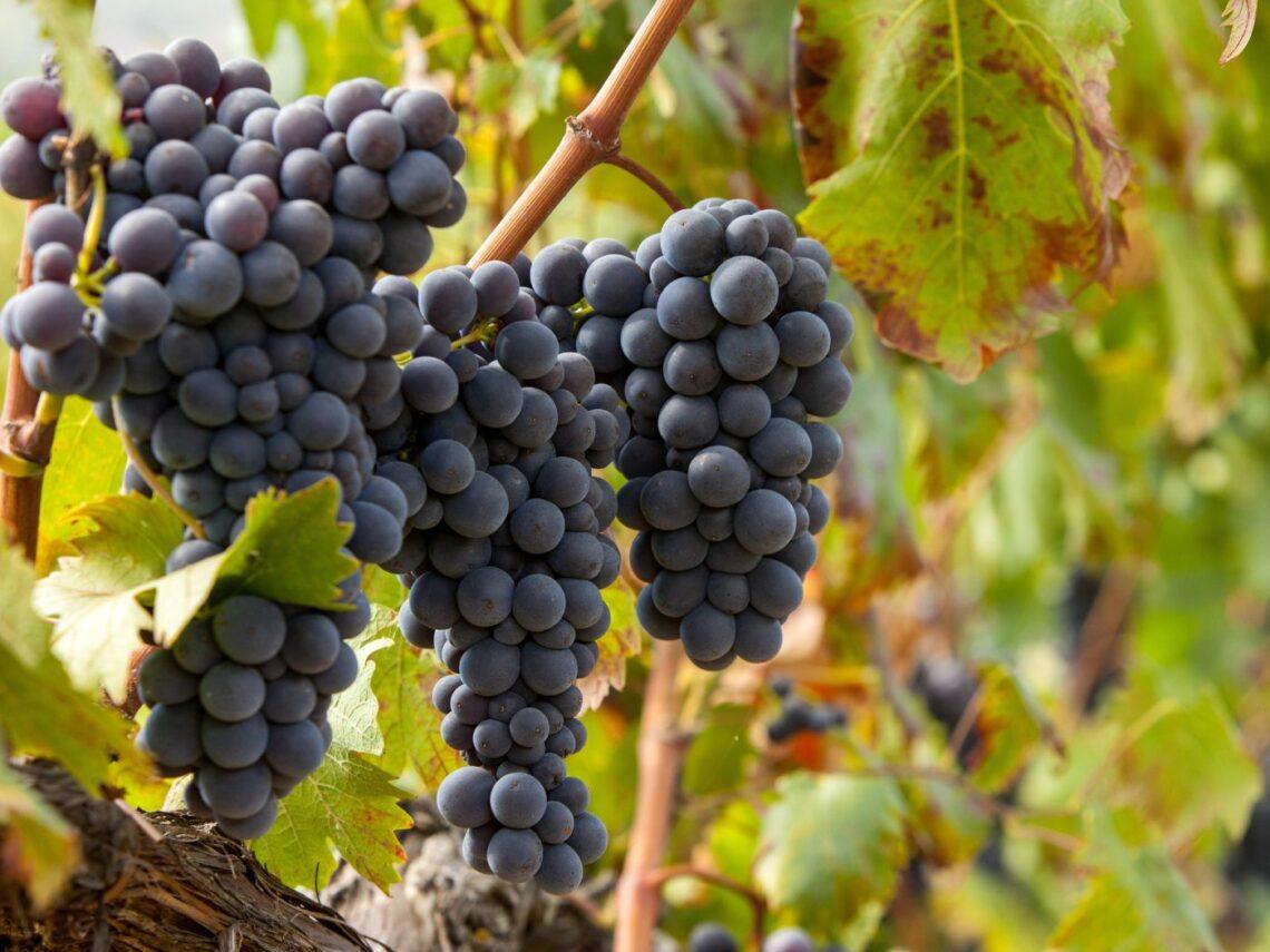 Bloccaggio Montepulciano d'Abruzzo: cause e modalità