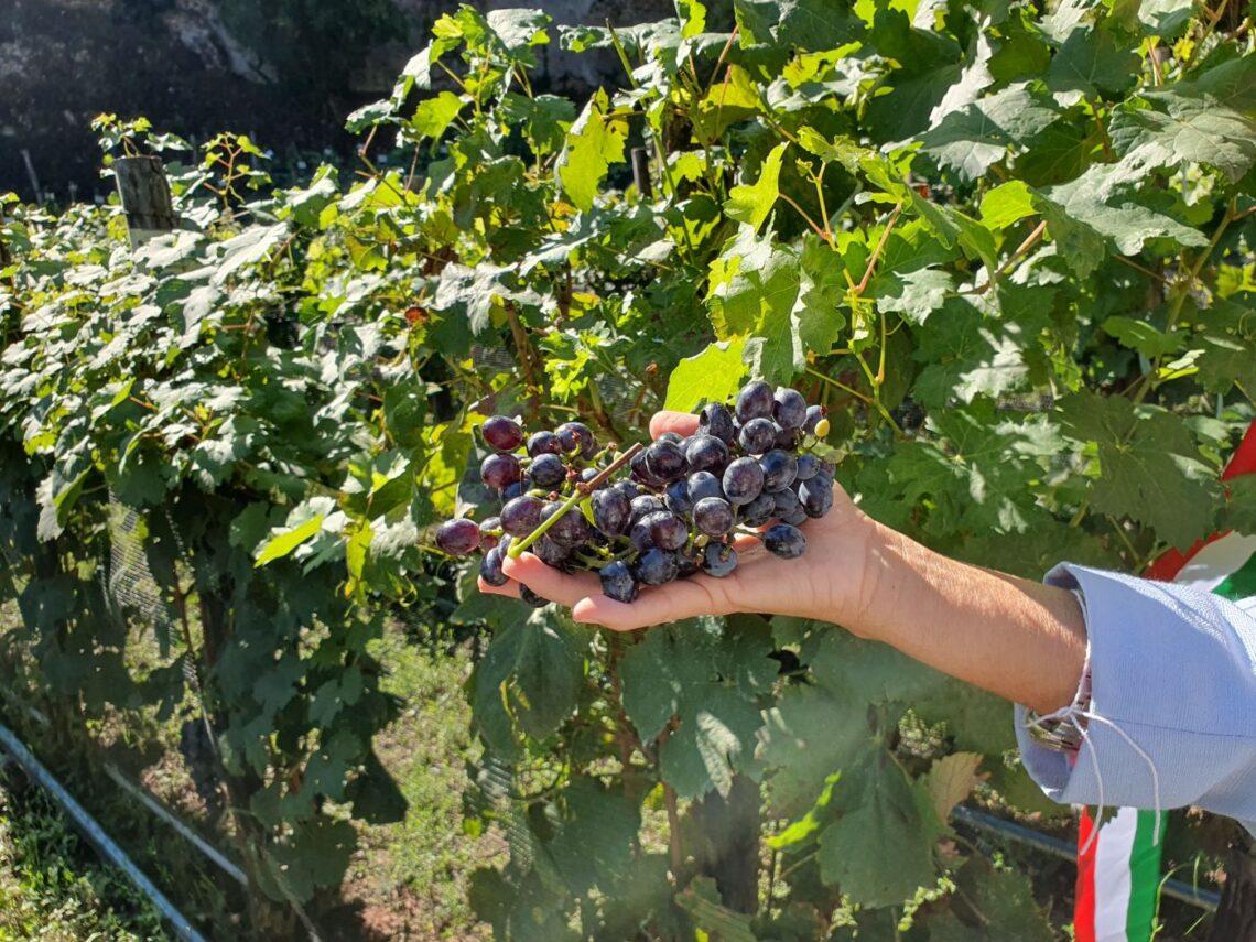 Vendemmiata Romana 2025: a Trastevere il 14 settembre