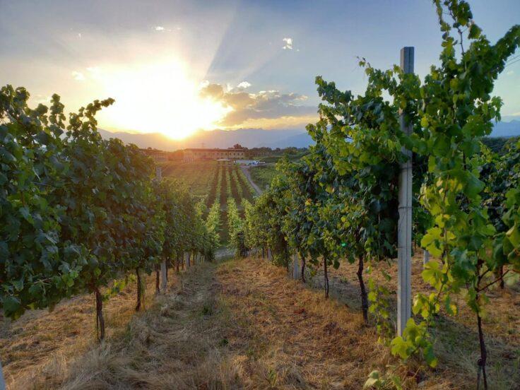 Vini di Caluso, Carema e Canavese: 4 cantine e le loro etichette