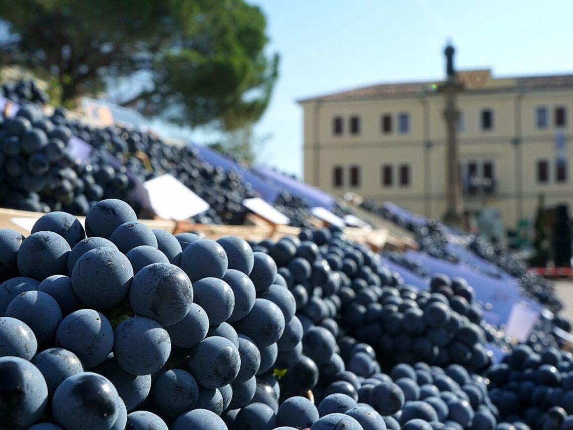 Uva in mostra alla Vò Festa dell'Uva nei Colli Euganei