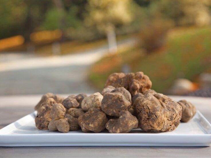 Mostra del Tartufo Bianco di Sant’Angelo in Vado: programma
