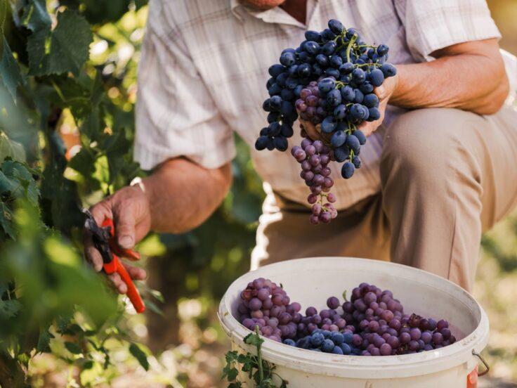 Vendemmia 2025 in Italia: previsioni e voci dei produttori