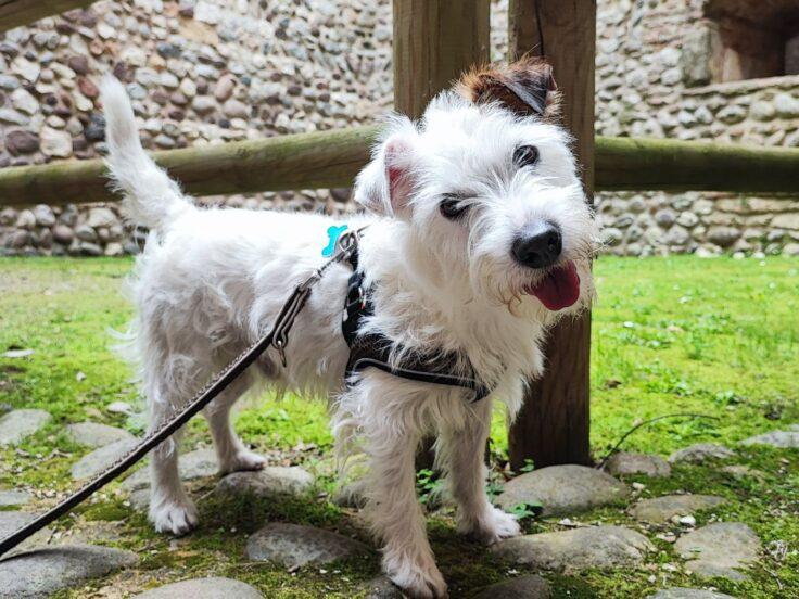 Viaggiare con il cane: guida completa per vacanze pet-friendly