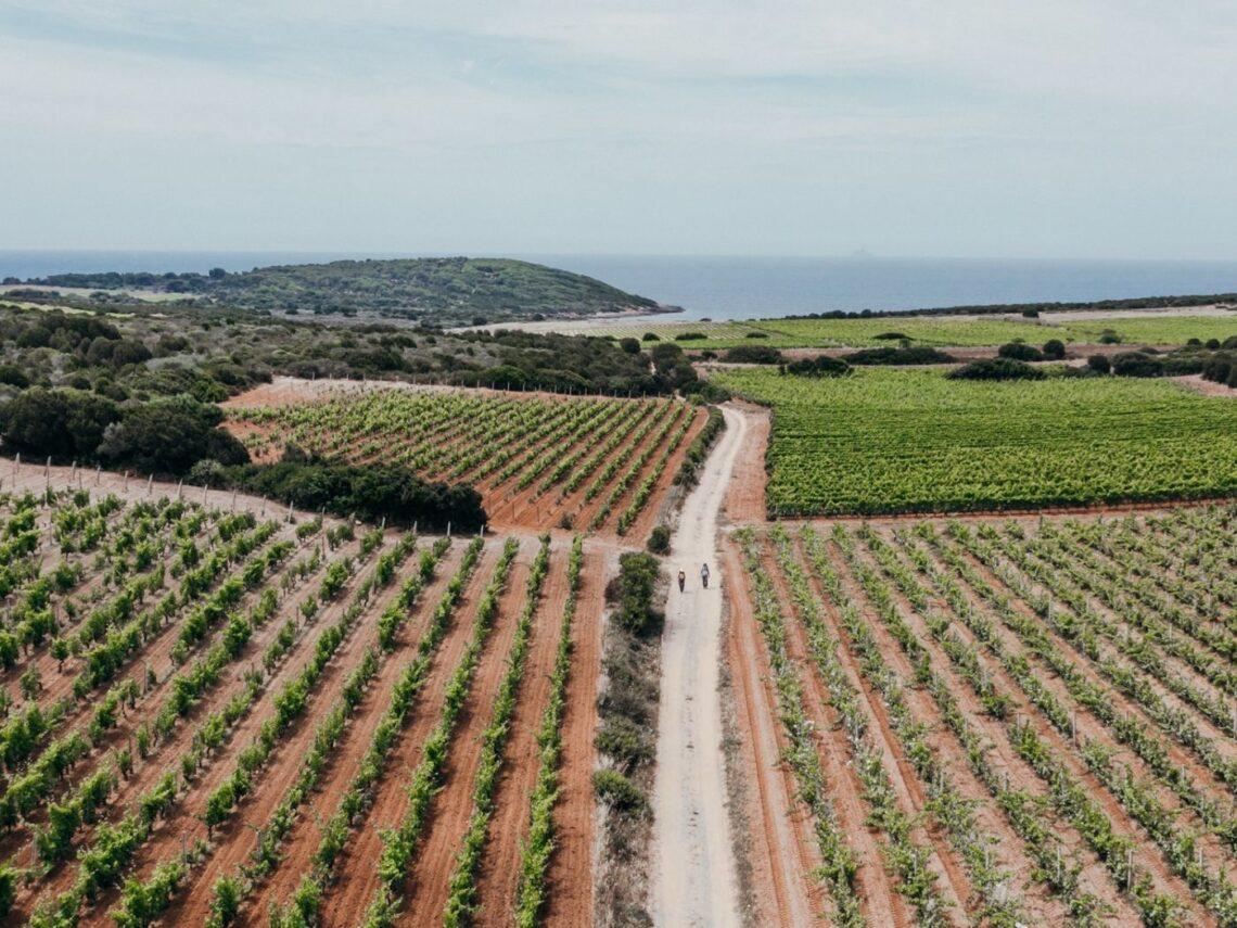 I Sentieri del Carignano: nel Sulcis tra vigneti, vino e borghi