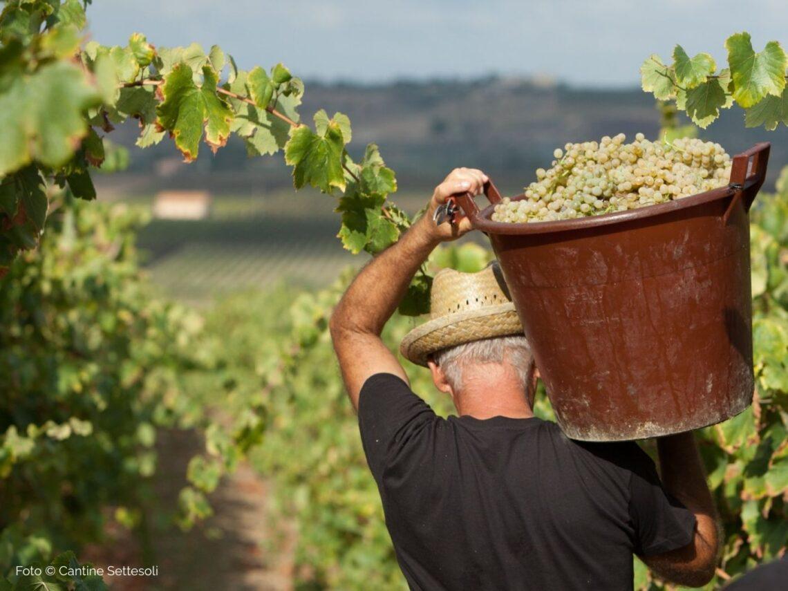 Mandrarossa di Cantine Settesoli: la Sicilia che sorprende