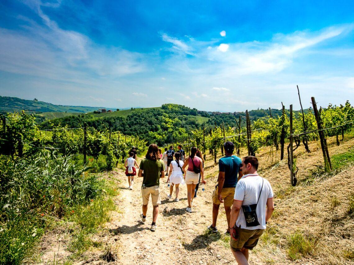 Scollinando in vendemmia: wine experience al Buttafuoco Storico