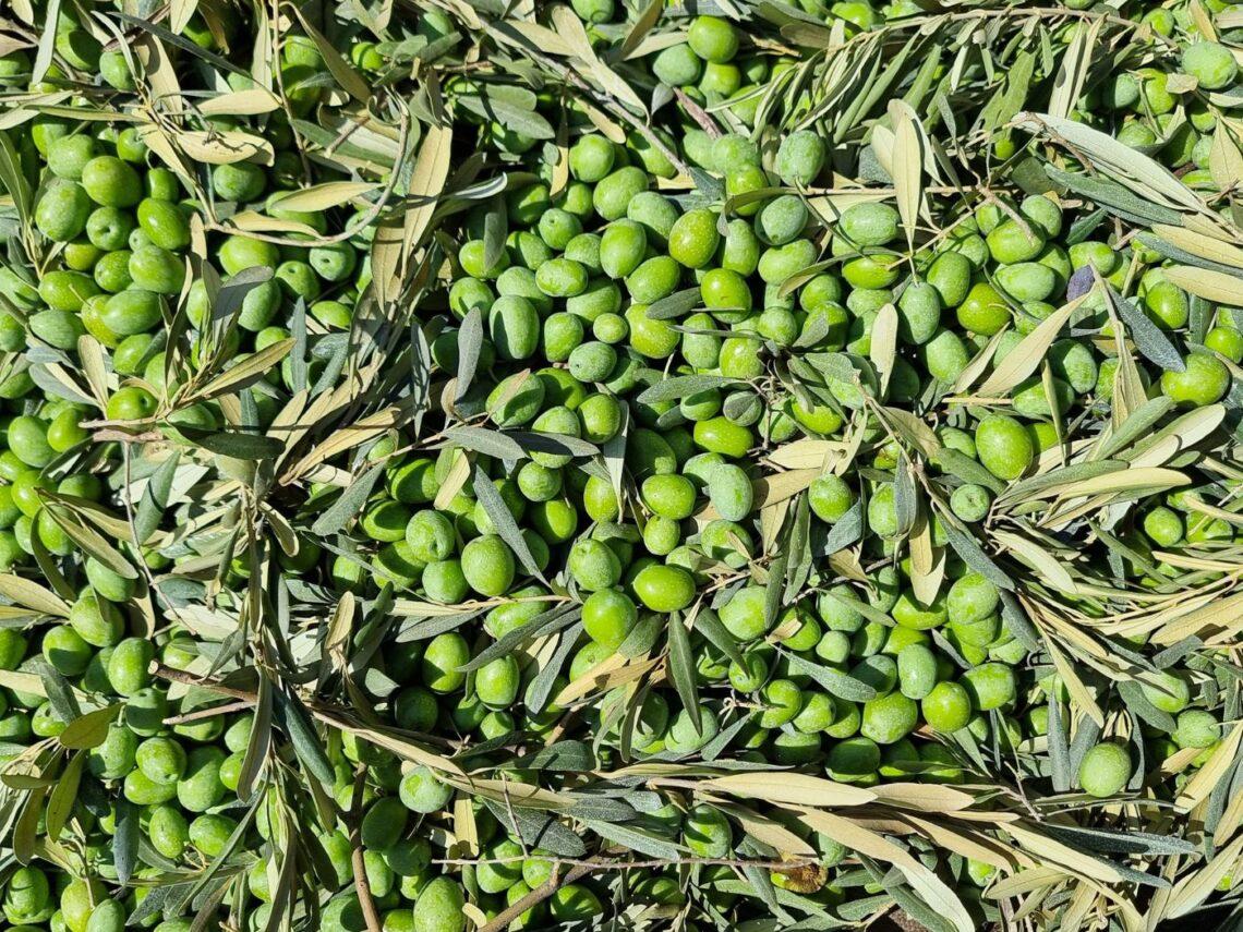 Galà dell’Olio 2025 a Bari: date e programma completo