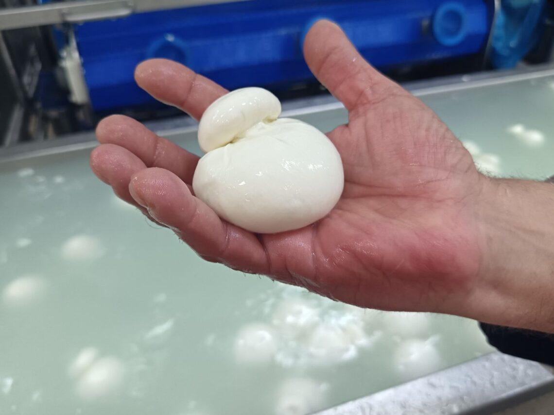 Burrata di Bufala campana dell'Azienda Sorì a Teano ©Malinda Sassu